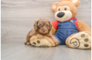 Fluffy Cavapoo Poodle Mix Pup
