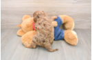Best Cavapoo Baby