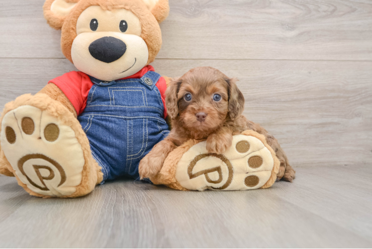 Best Cavapoo Baby