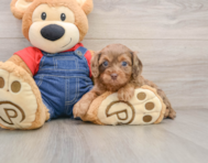 7 week old Cavapoo Puppy For Sale - Simply Southern Pups