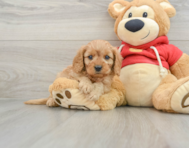 6 week old Cavapoo Puppy For Sale - Simply Southern Pups