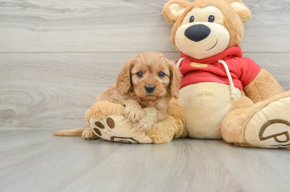 5 week old Cavapoo Puppy For Sale - Simply Southern Pups