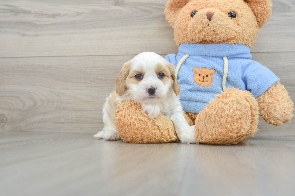 Popular Cavapoo Poodle Mix Pup