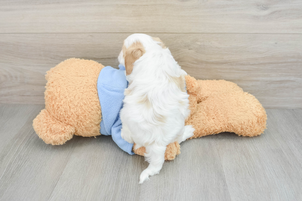 Funny Cavapoo Poodle Mix Pup