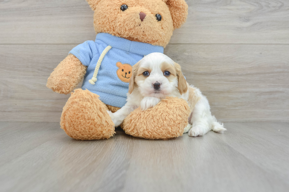 Happy Cavapoo Baby