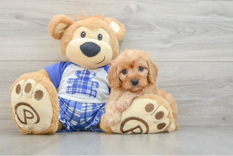 Fluffy Cavapoo Poodle Mix Pup