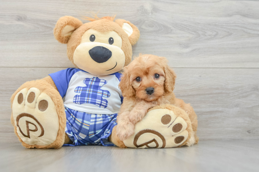 5 week old Cavapoo Puppy For Sale - Simply Southern Pups