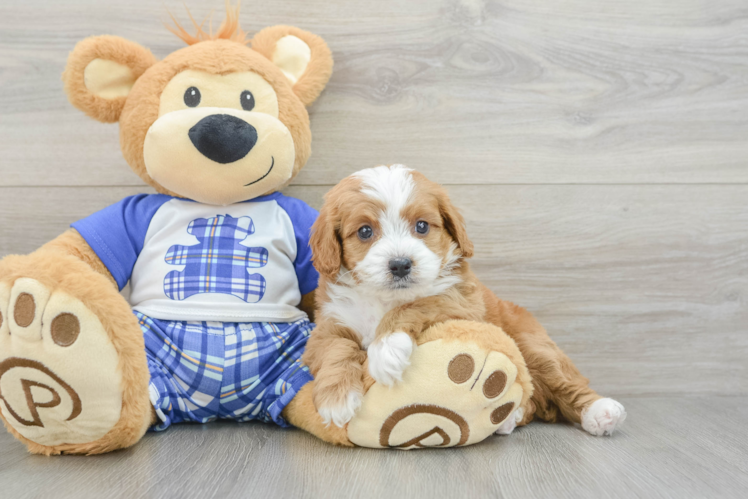 Energetic Cavoodle Poodle Mix Puppy