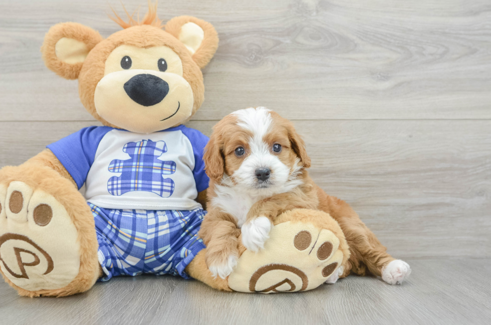 6 week old Cavapoo Puppy For Sale - Simply Southern Pups