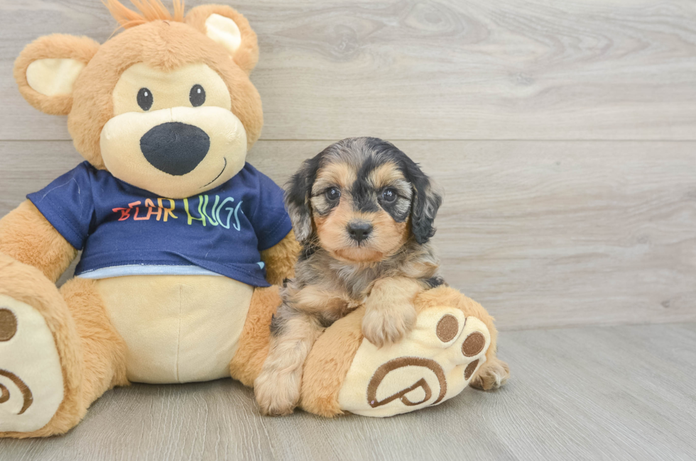 5 week old Cavapoo Puppy For Sale - Simply Southern Pups