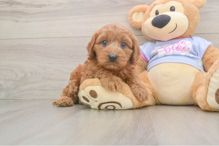 Friendly Cavapoo Baby
