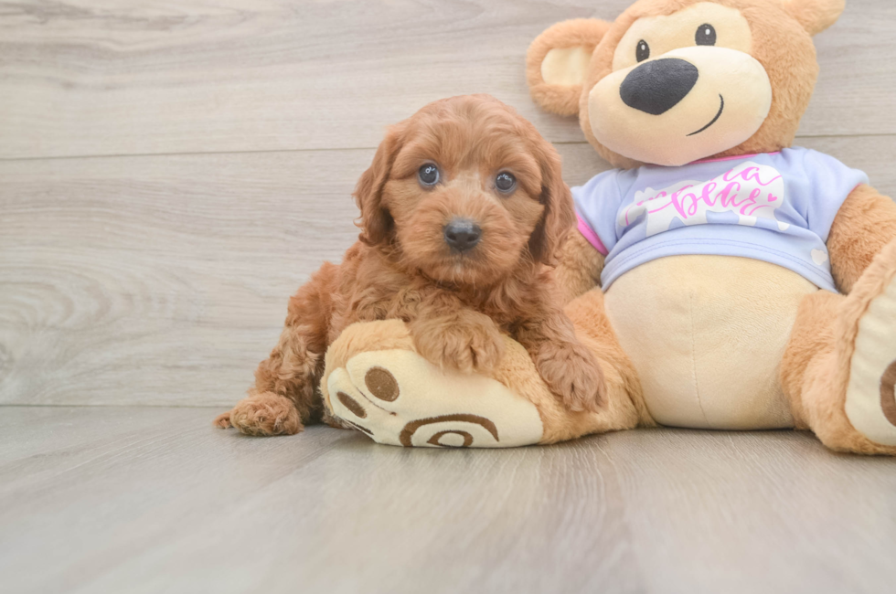 7 week old Cavapoo Puppy For Sale - Simply Southern Pups