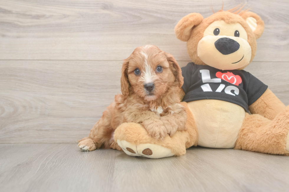 6 week old Cavapoo Puppy For Sale - Simply Southern Pups
