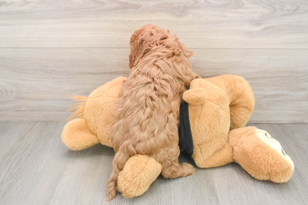 Energetic Cavoodle Poodle Mix Puppy