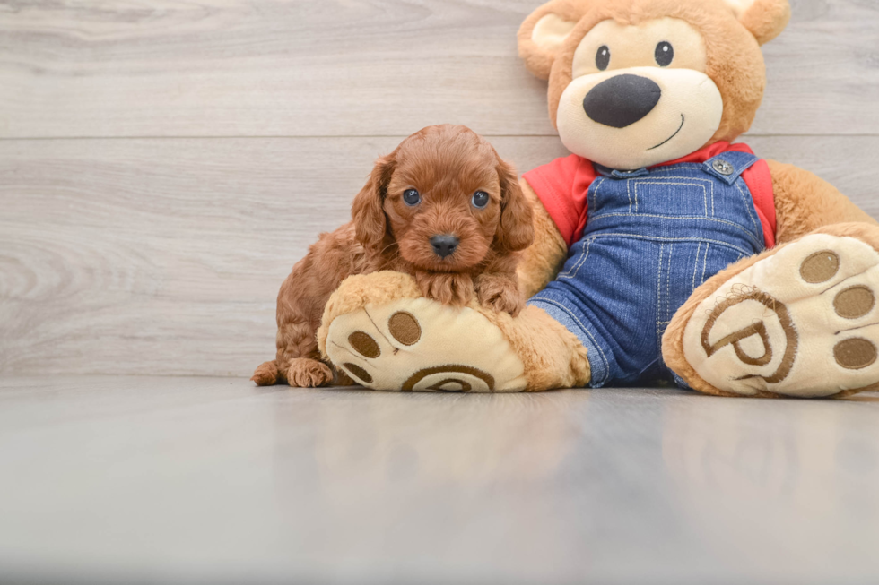 Happy Cavapoo Baby