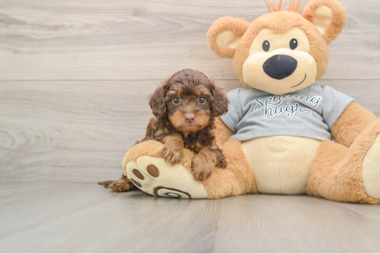 Funny Cavapoo Poodle Mix Pup