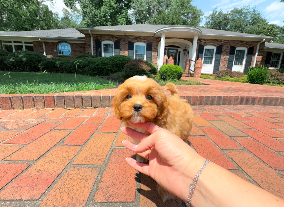 Best Cavapoo Baby