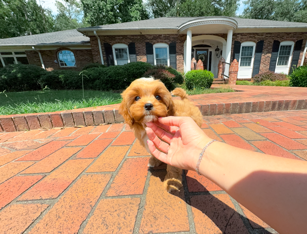 Cute Cavapoo Baby