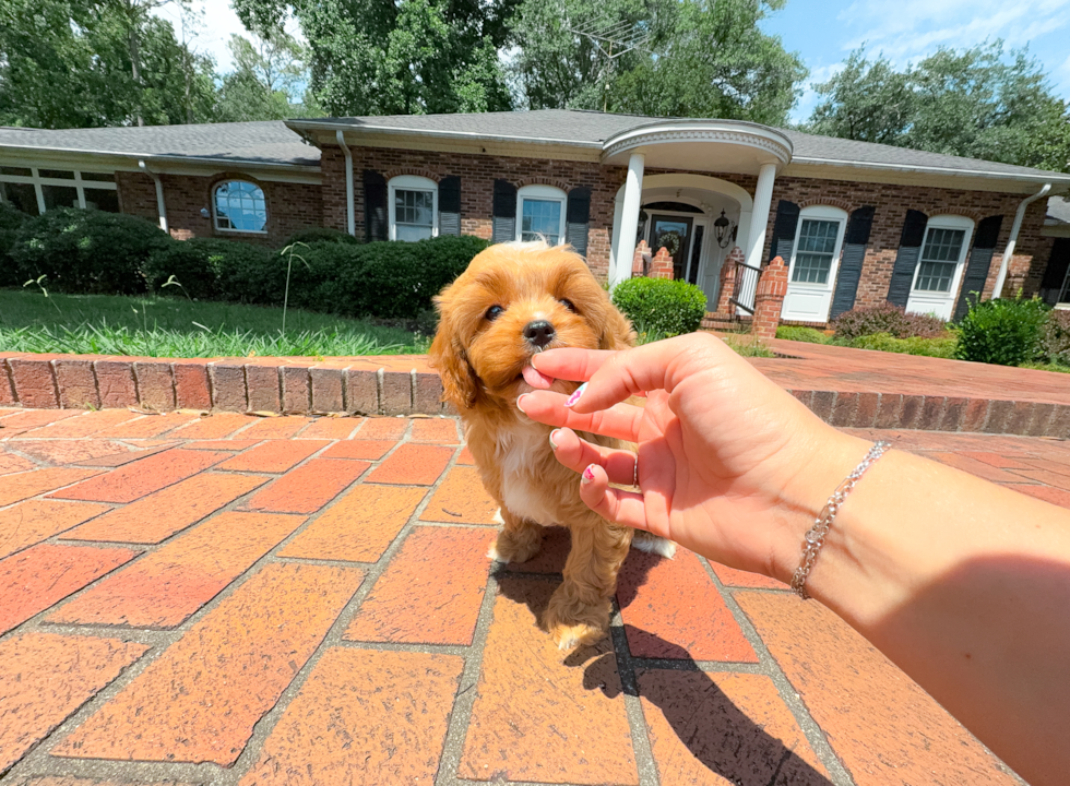 Cute Cavapoo Poodle Mix Pup