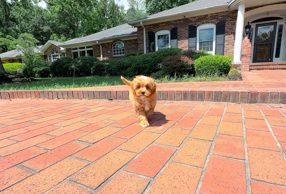 Cute Cavapoo Baby