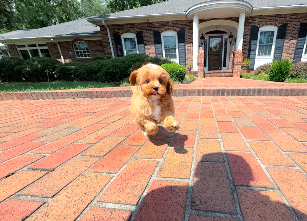 Cute Cavapoo Poodle Mix Pup