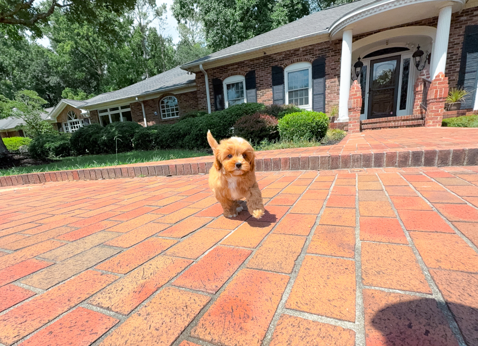 Best Cavapoo Baby