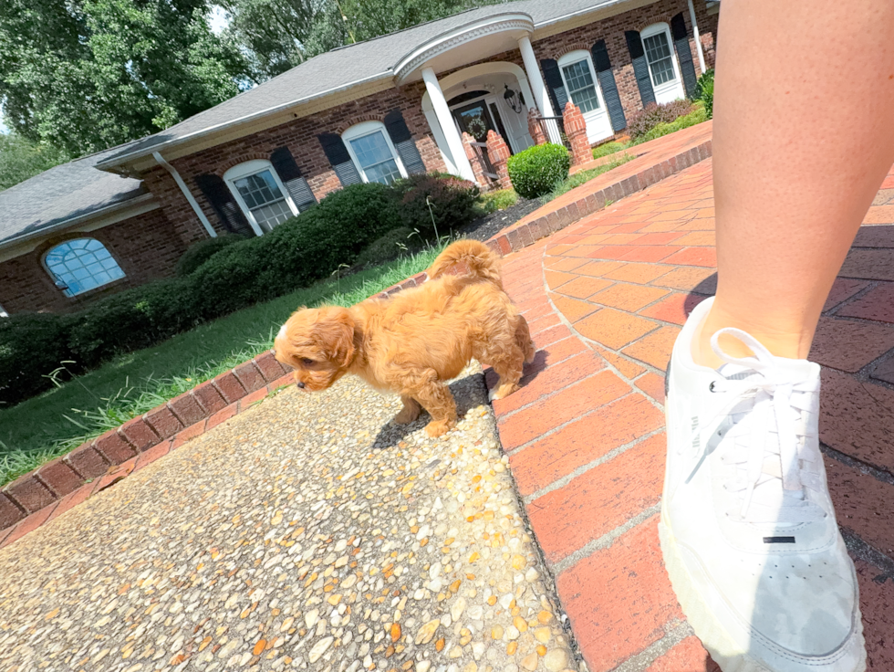 Cavapoo Puppy for Adoption