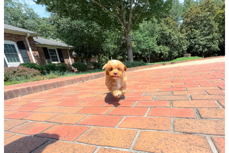 Cavapoo Pup Being Cute