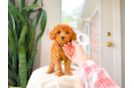 Cute Cavapoo Baby