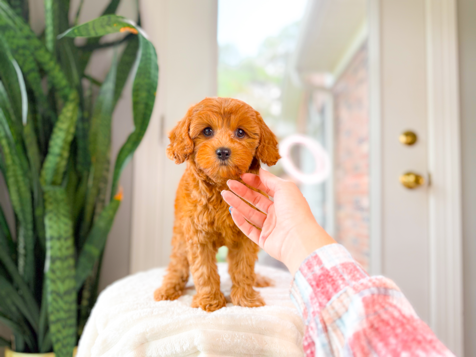 Cute Cavapoo Baby