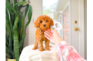 Cavapoo Puppy for Adoption
