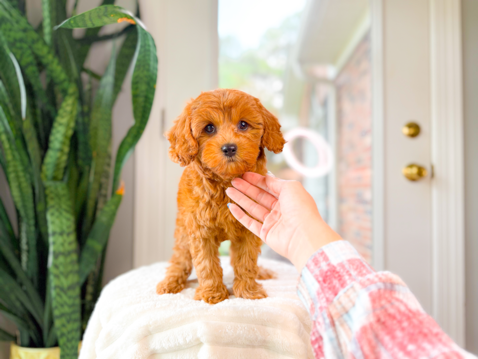 Cavapoo Puppy for Adoption