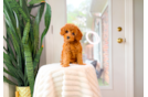 Cute Cavapoo Baby