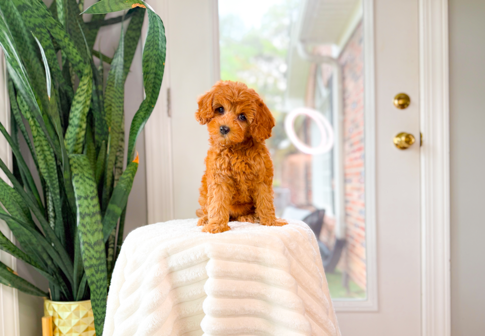 Cute Cavapoo Baby