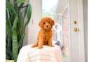 Cute Cavadoodle Poodle Mix Puppy