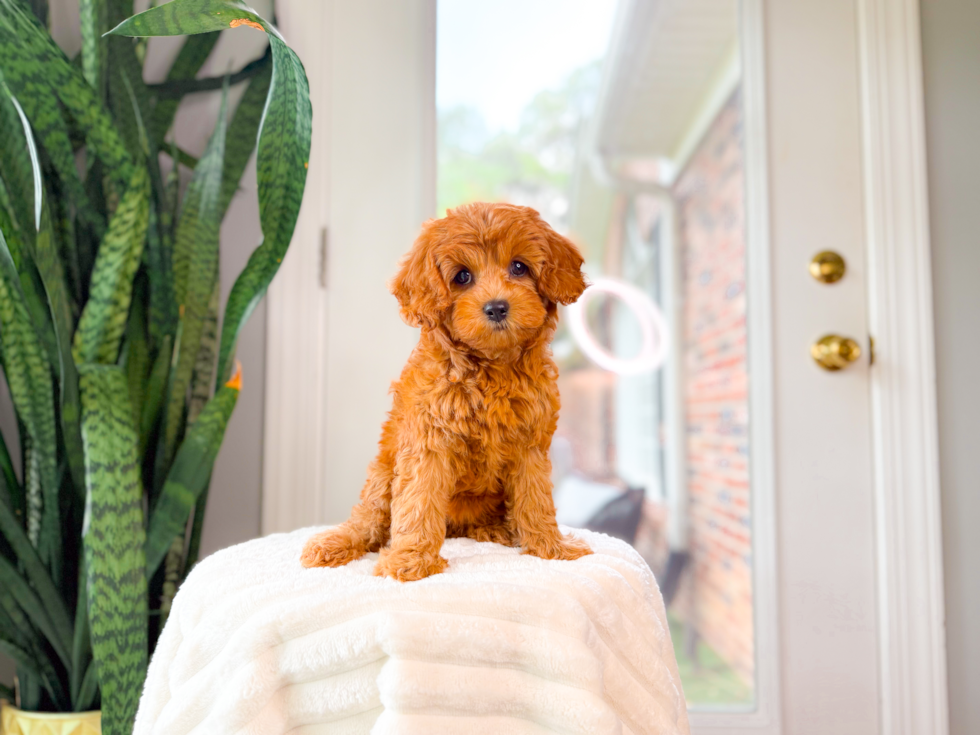 Cute Cavadoodle Poodle Mix Puppy