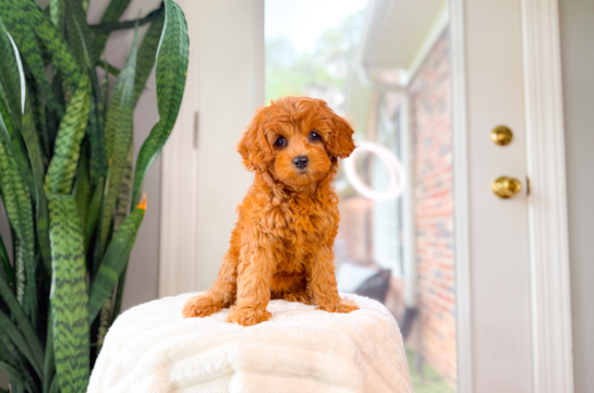 Cute Cavadoodle Poodle Mix Puppy
