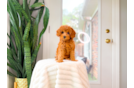 Best Cavapoo Baby