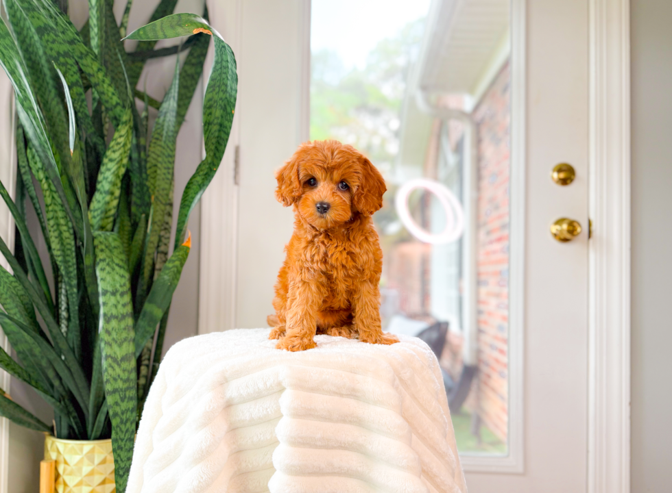 Best Cavapoo Baby