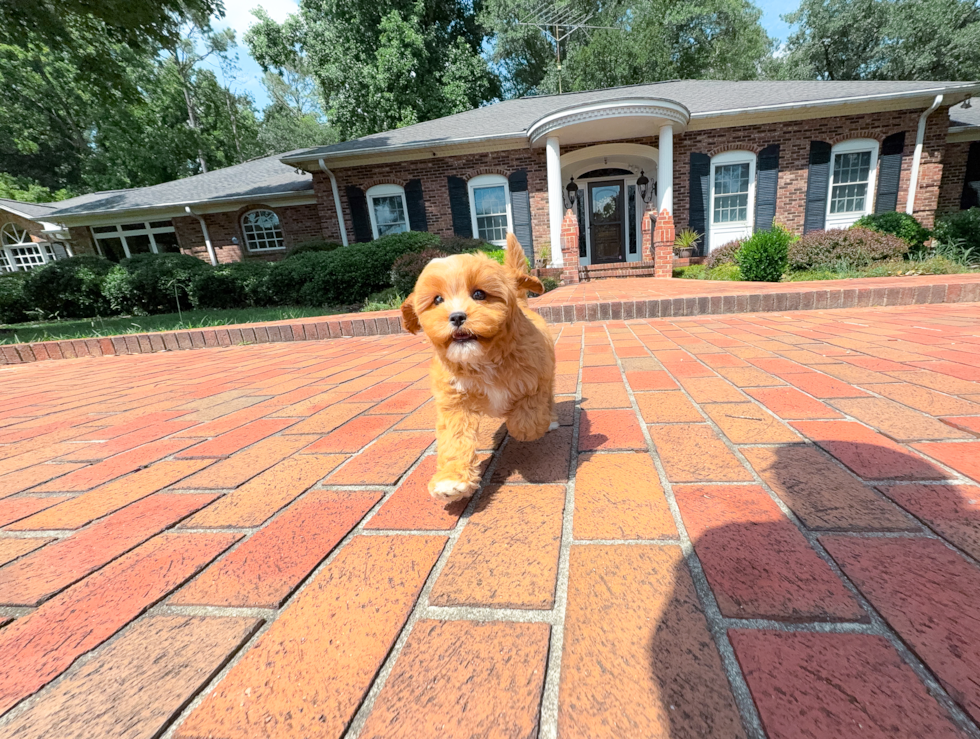 Cute Cavapoo Poodle Mix Pup