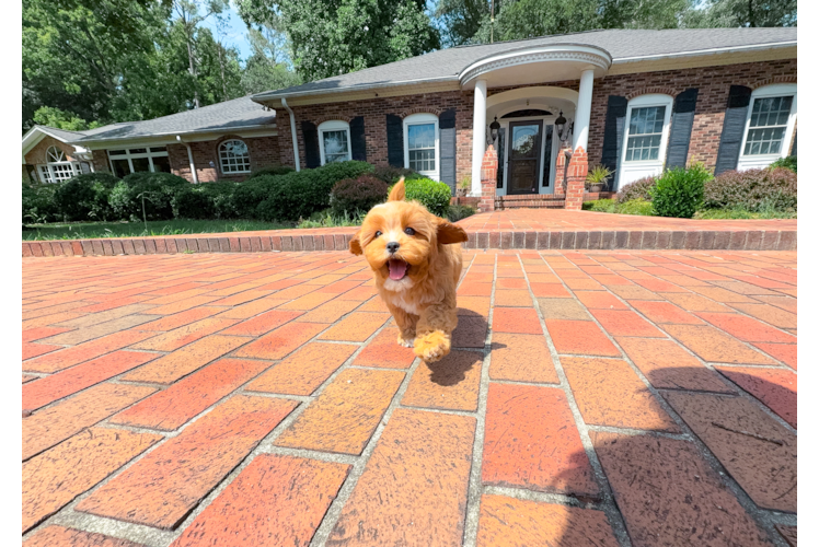Cavapoo Puppy for Adoption