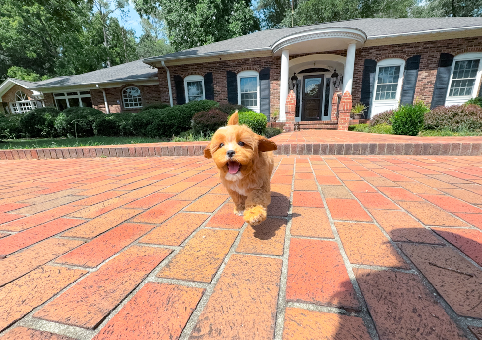 Cavapoo Puppy for Adoption