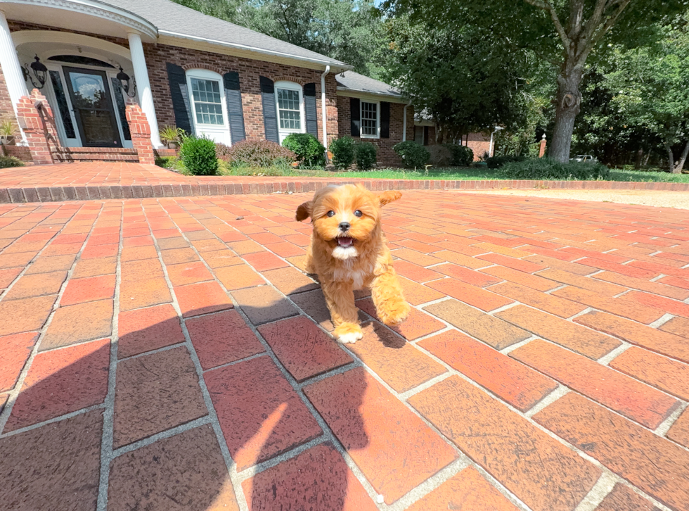 Cavapoo Puppy for Adoption