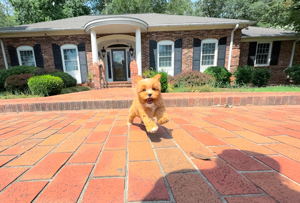 Best Cavapoo Baby
