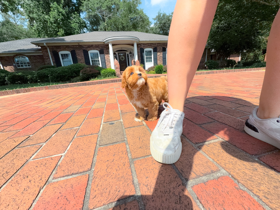 Cute Cavadoodle Poodle Mix Puppy