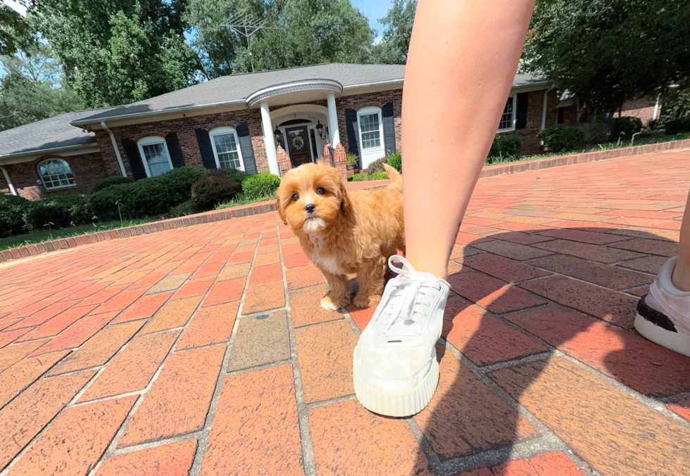 Cute Cavapoo Poodle Mix Pup