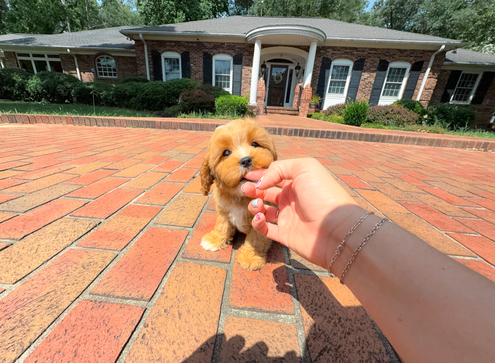 Best Cavapoo Baby