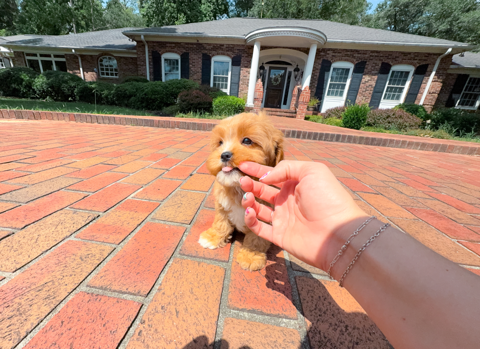 Cavapoo Puppy for Adoption