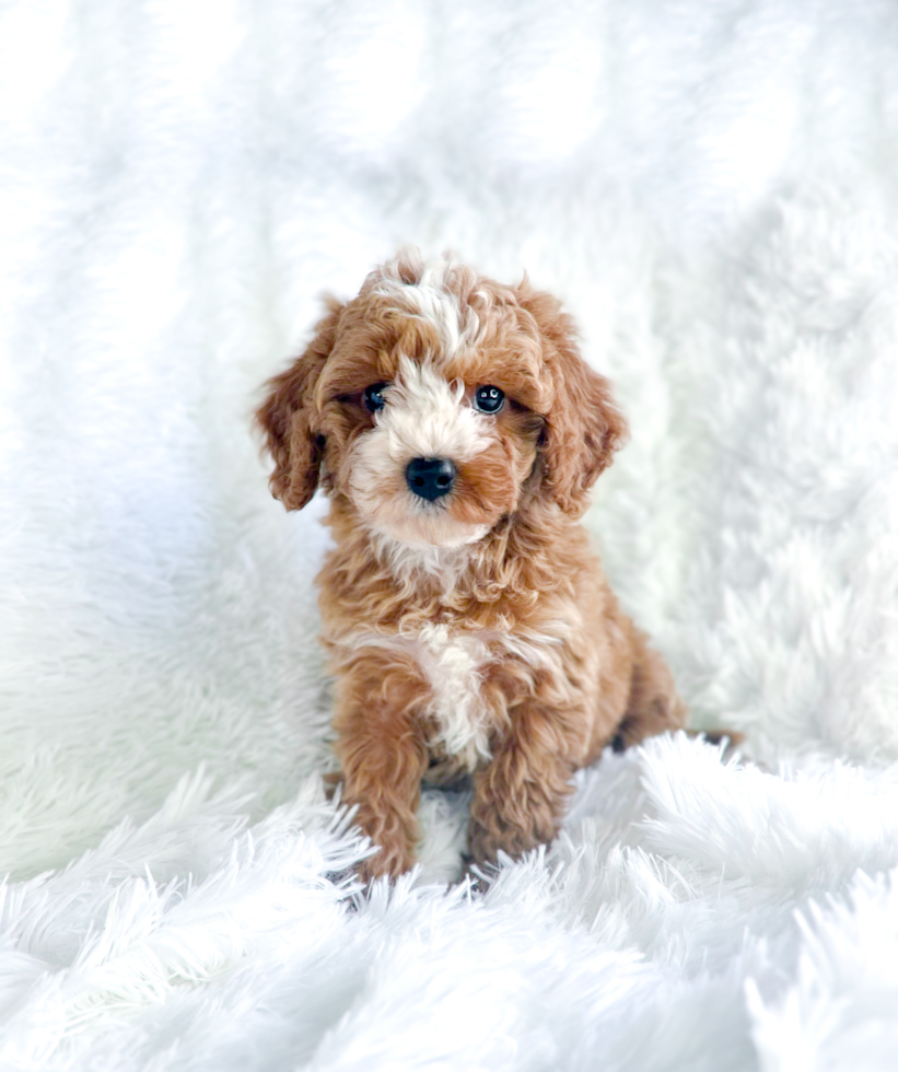Cute Cavoodle Poodle Mix Puppy