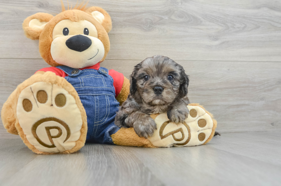 6 week old Cavapoo Puppy For Sale - Simply Southern Pups